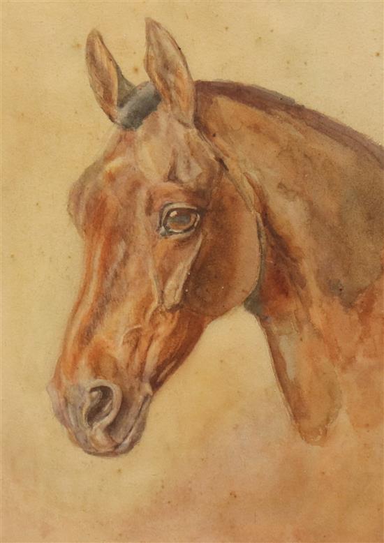 Victorian School, watercolour, study of a horses head, unsigned, 34 x 24cm